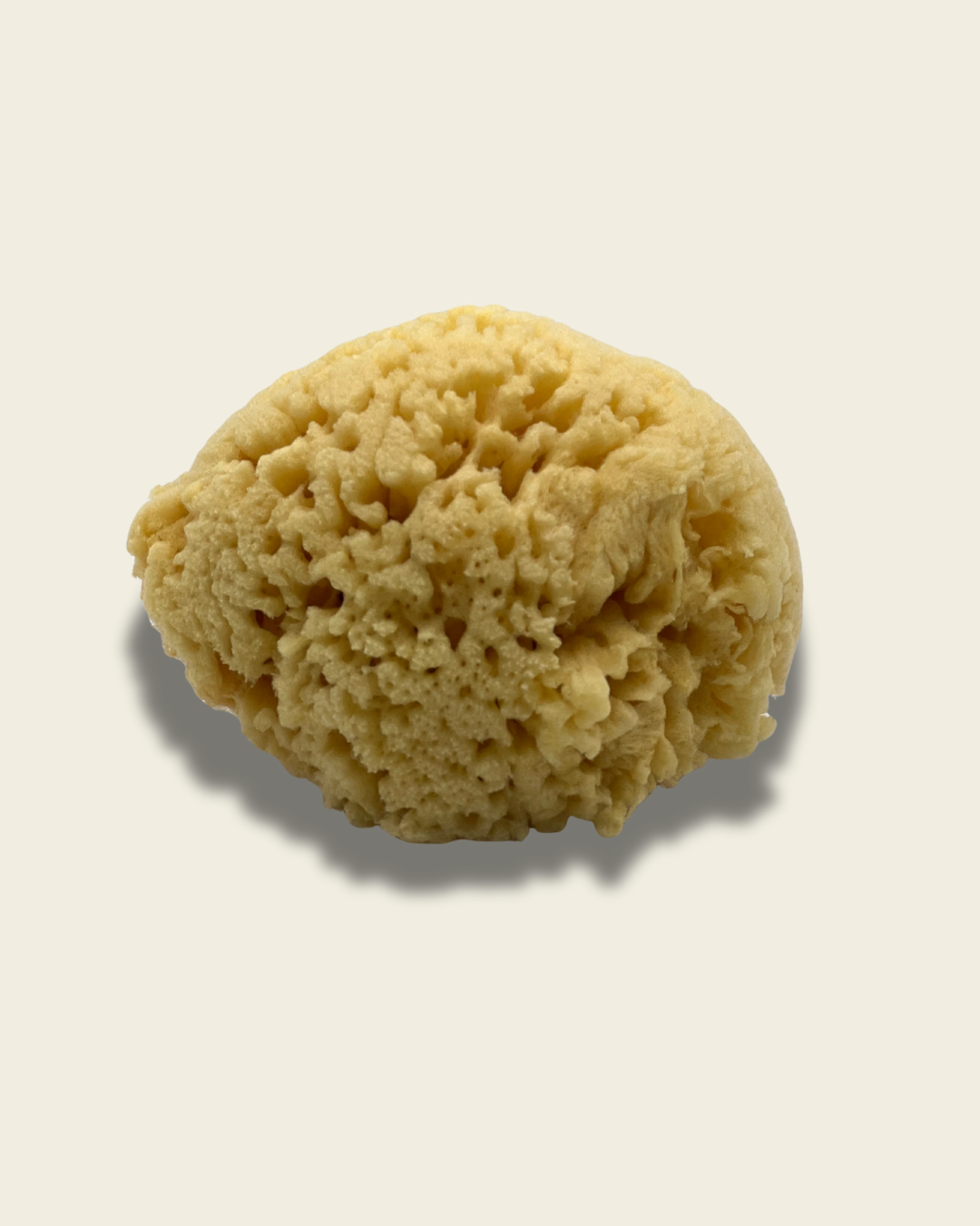 Sea Sponge Loofah